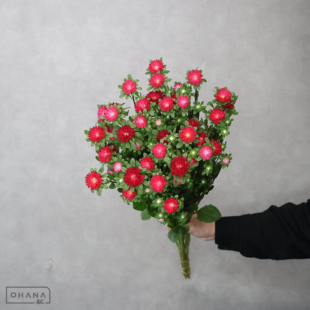 アスター赤　ステラレッド　秀 70cm 