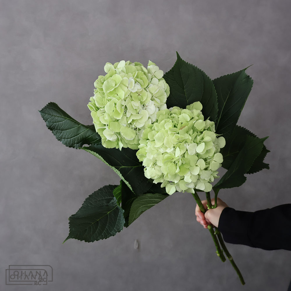 アジサイ　Ａ．ホワイトベレナ　 花15cm