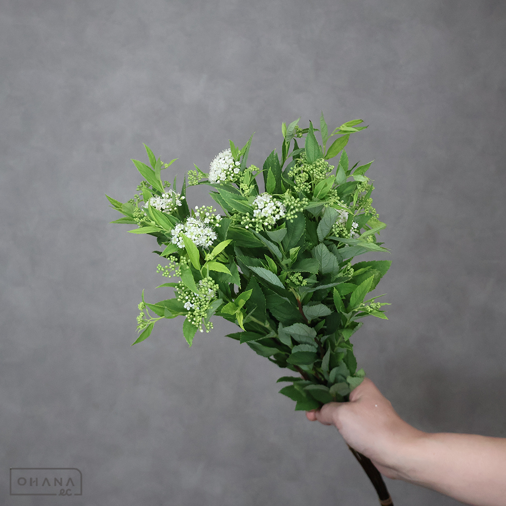 シモツケ　白 50cm 