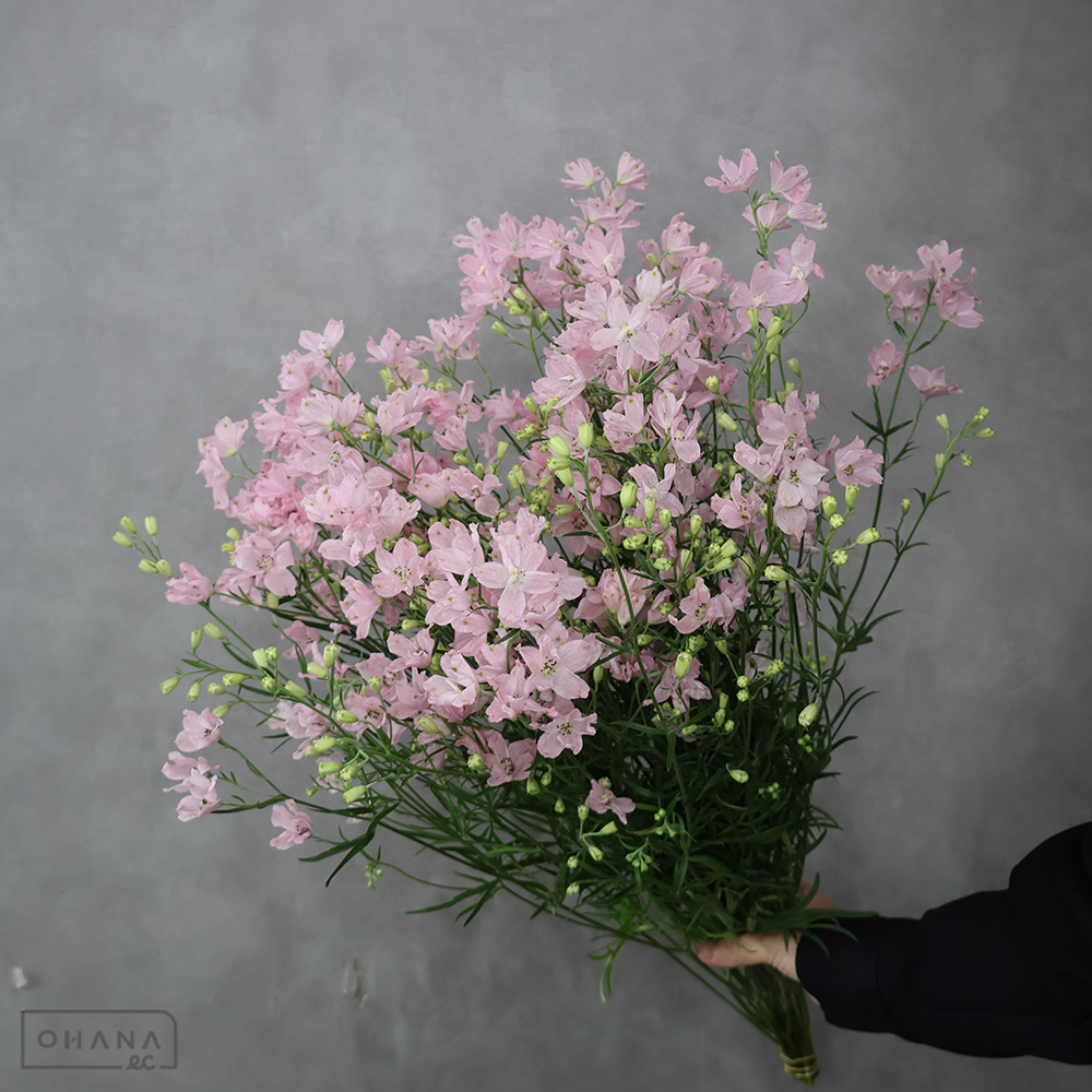 デルフィシネンシスピンク　ＳＰスーパーハッピーピンク　秀 70cm 