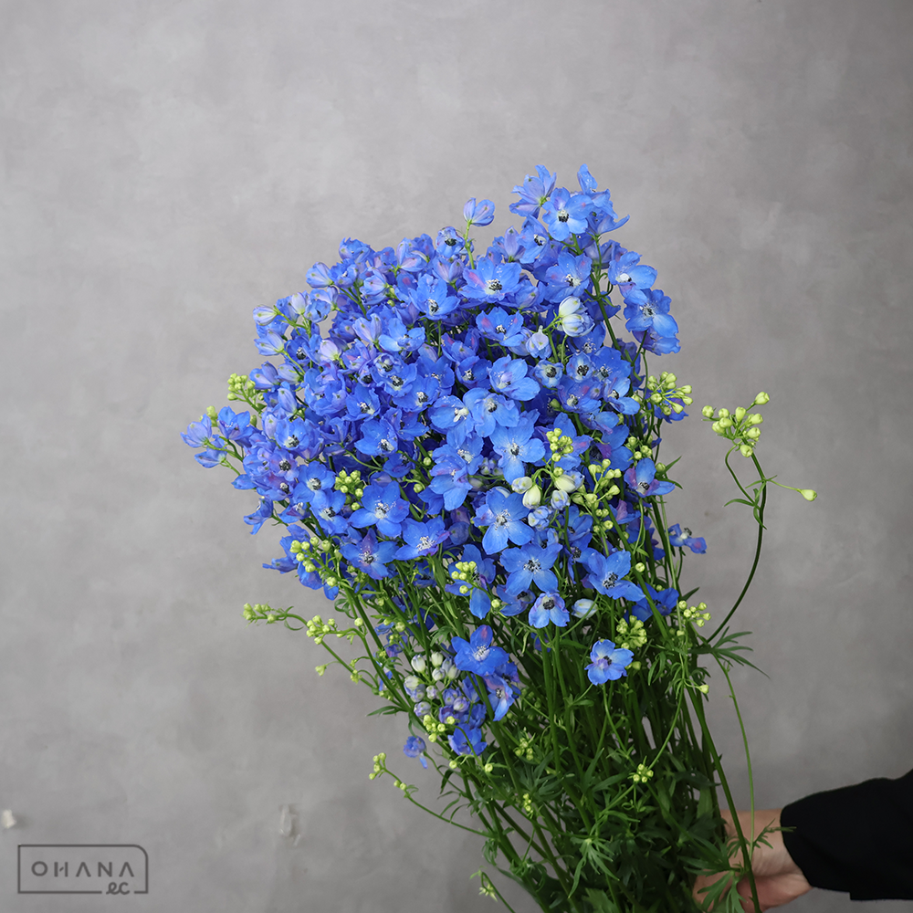 デルフィシネンシス青　ＳＰプレストンブルー　秀 80cm  ■発送時は75cm以下にカット