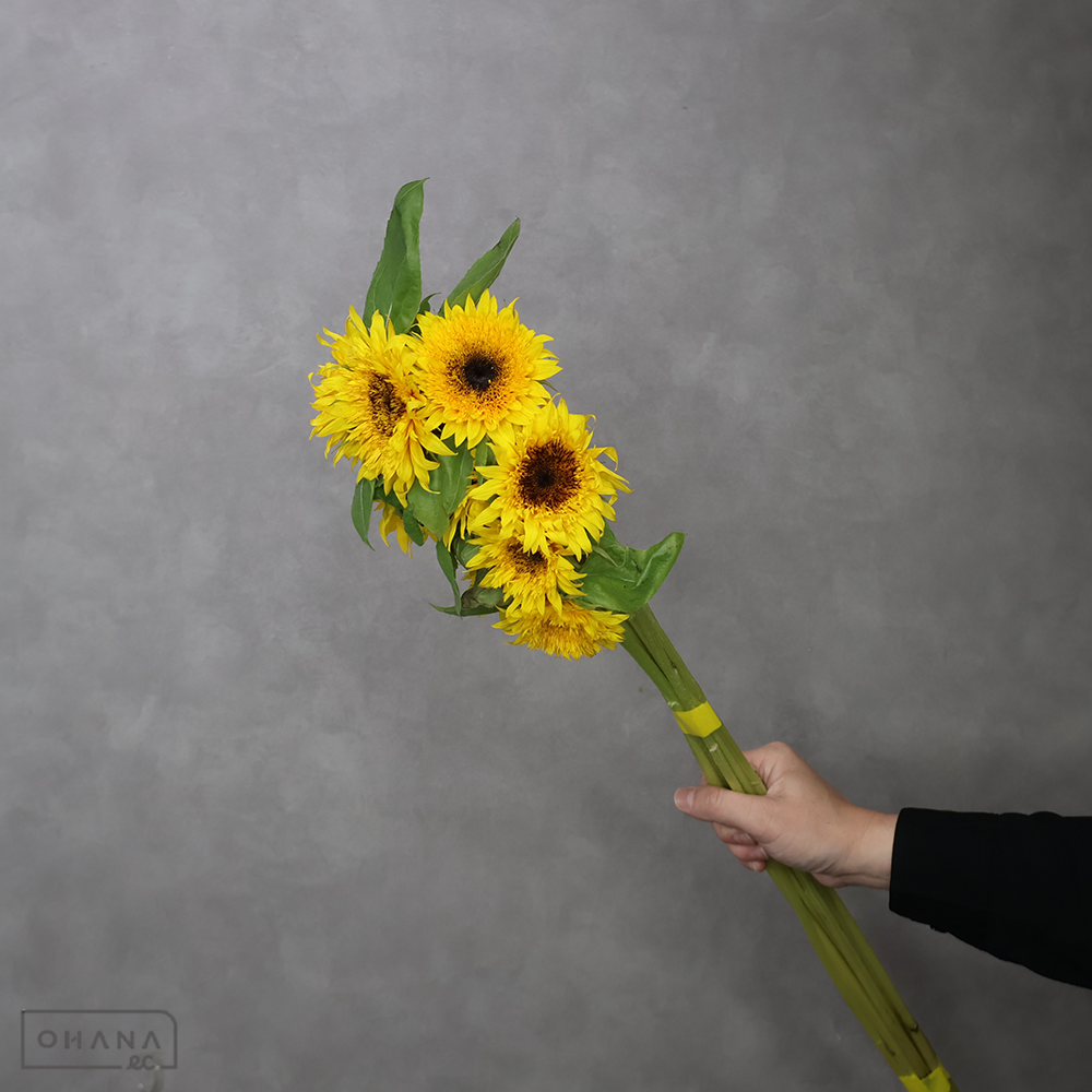 ヒマワリ　パナッシュ　70cm