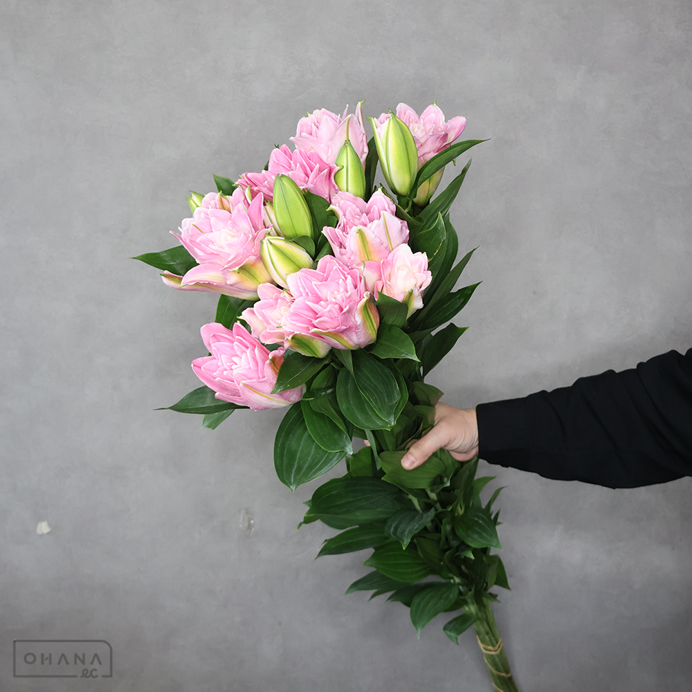 オリエンタル八重　ラッキーワン ※5本束　優 80cm 4輪 ■発送時は75cm以下にカット