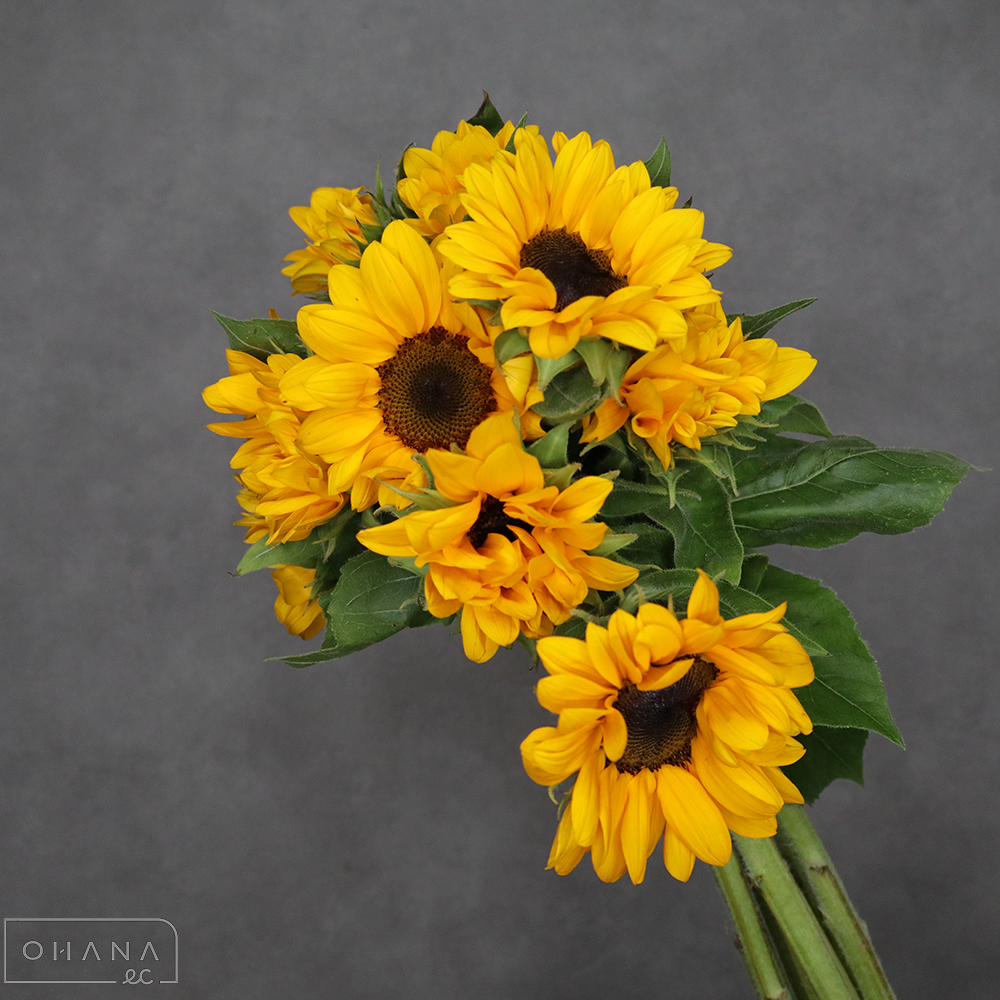 ヒマワリ　ビンセントタンジェリン　秀 80cm 花径8cm ■発送時は75cm以下にカット