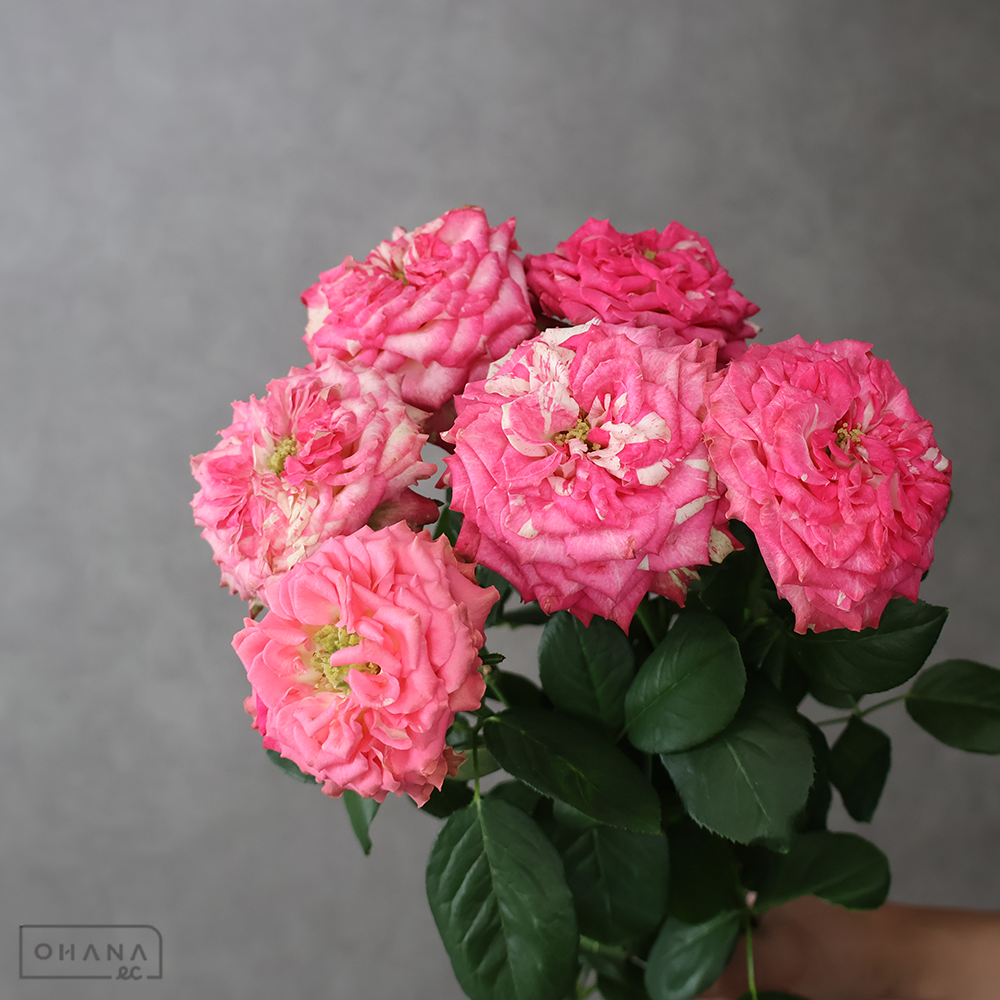 バラ複色　蓮花　フルブルーム ※6本束　50cm