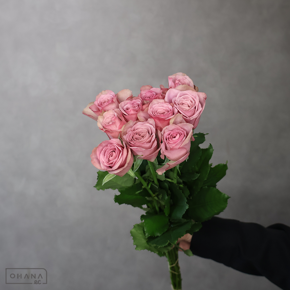 バラ紫　アヴニール　  40cm