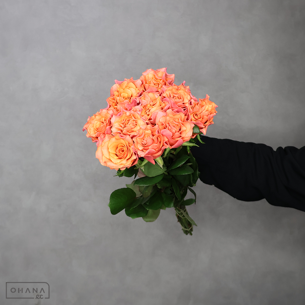 バラオレンジ　ブラッドオレンジ　50cm 