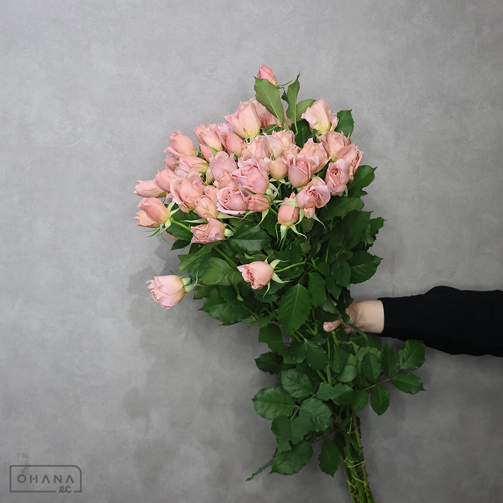ＳＰバラピンク　シュバルツシルト　70cm 