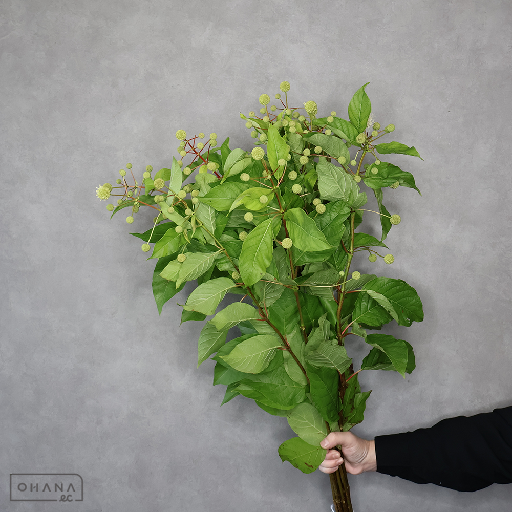 セファランサス　90cm ■発送時は75cm以下にカット