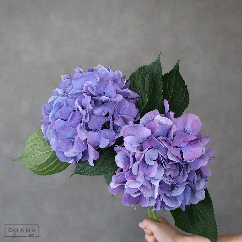 アジサイ　Ｍガーネットパープル　 花20cm ※4本束