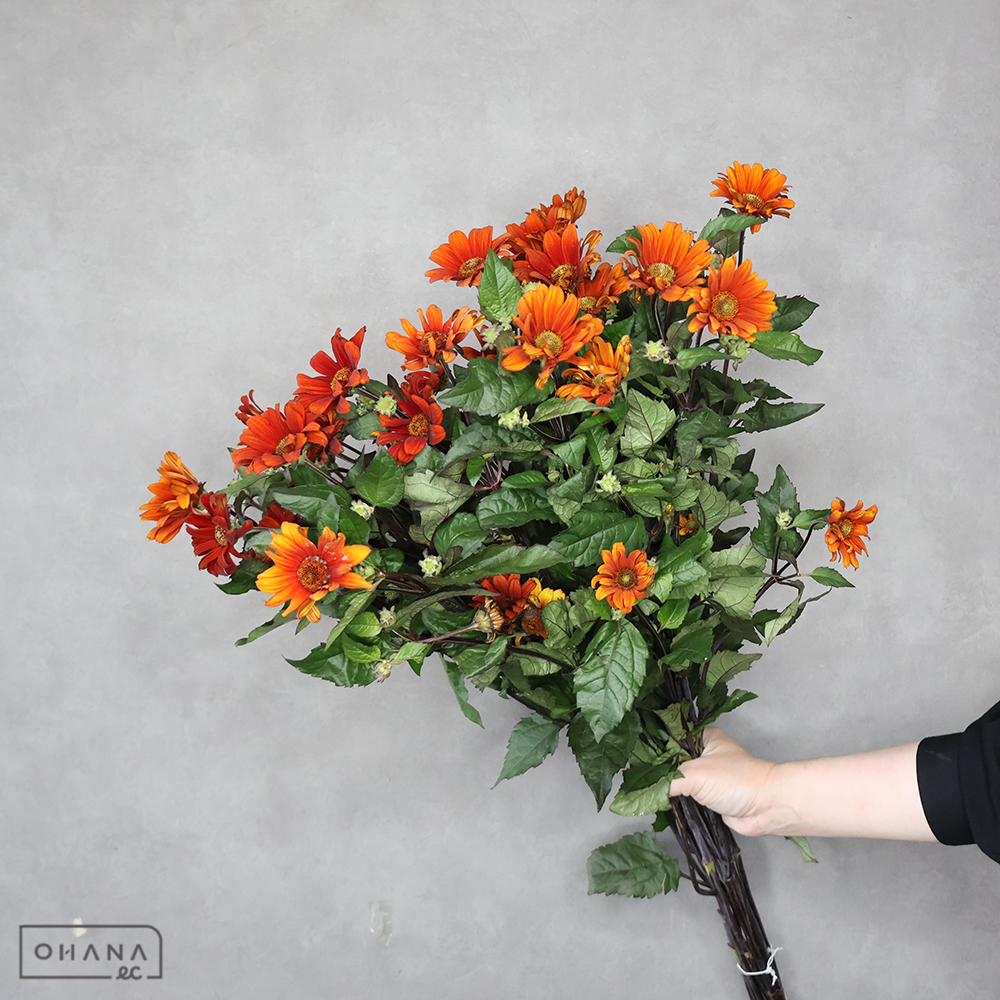 ヘリオプシス　ブリーディングハーツ　秀L 80cm ＳＰ ※老け花あり ■発送時は75cm以下にカット
