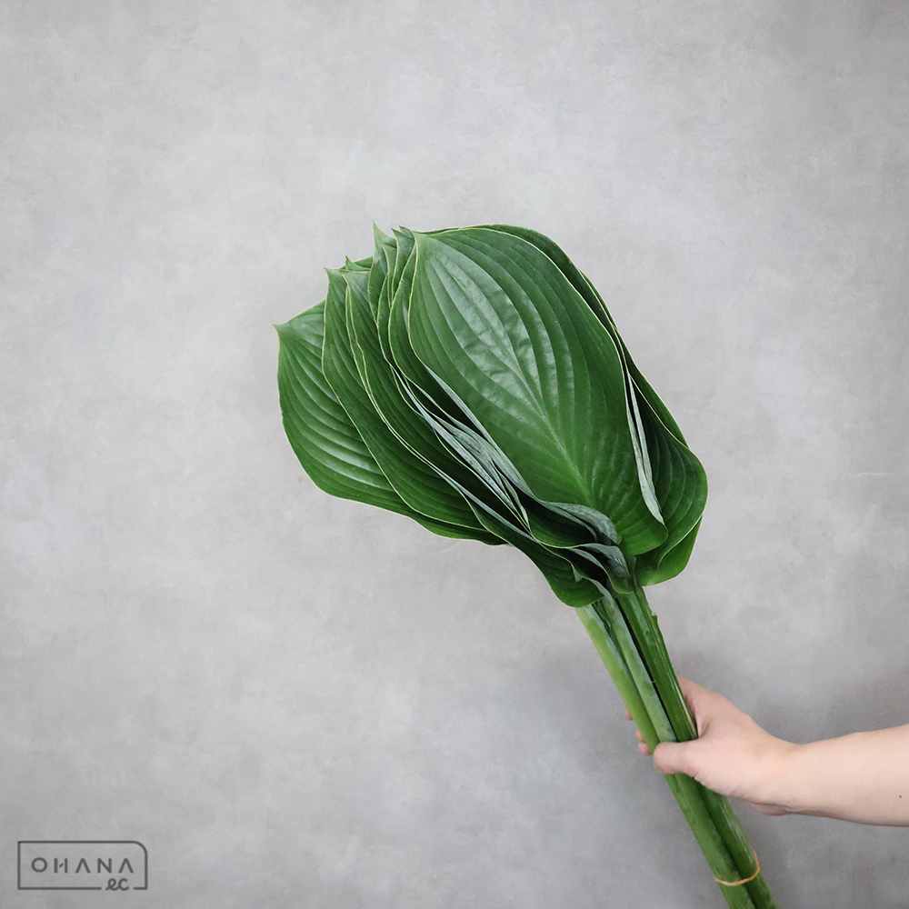 ギボウシ 葉 70cm 