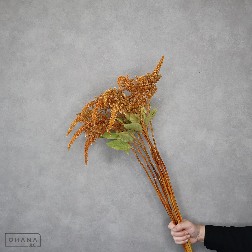 ケイトウオレンジ　ホットビスケット　80cm ■発送時は75cm以下にカット