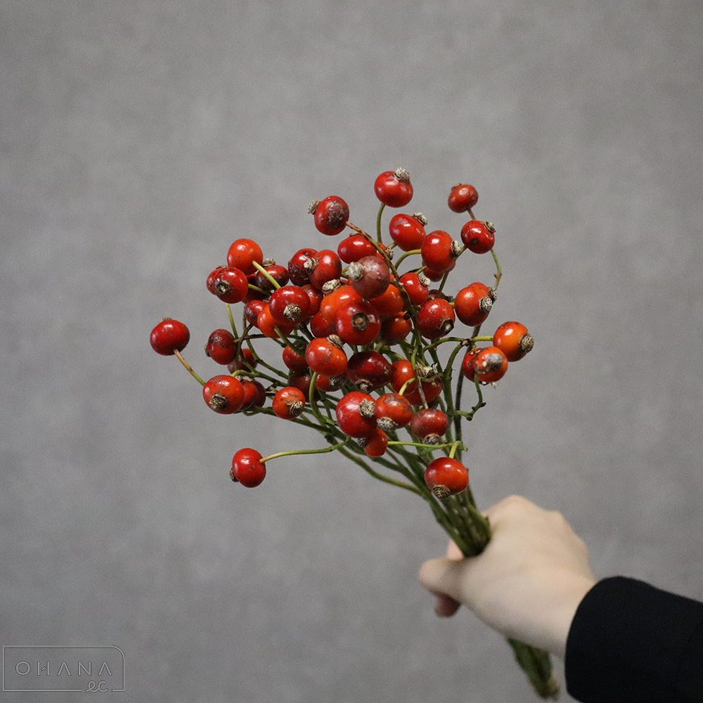 バラノミ　アメイジングファンタジー 秀 50cm 
