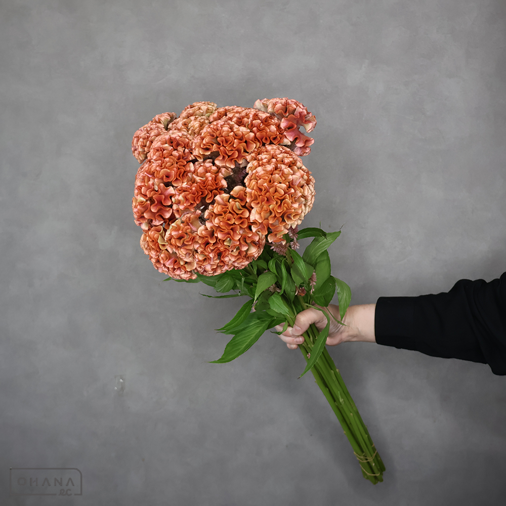 ケイトウ　クリスティブラウン　70cm※5本束