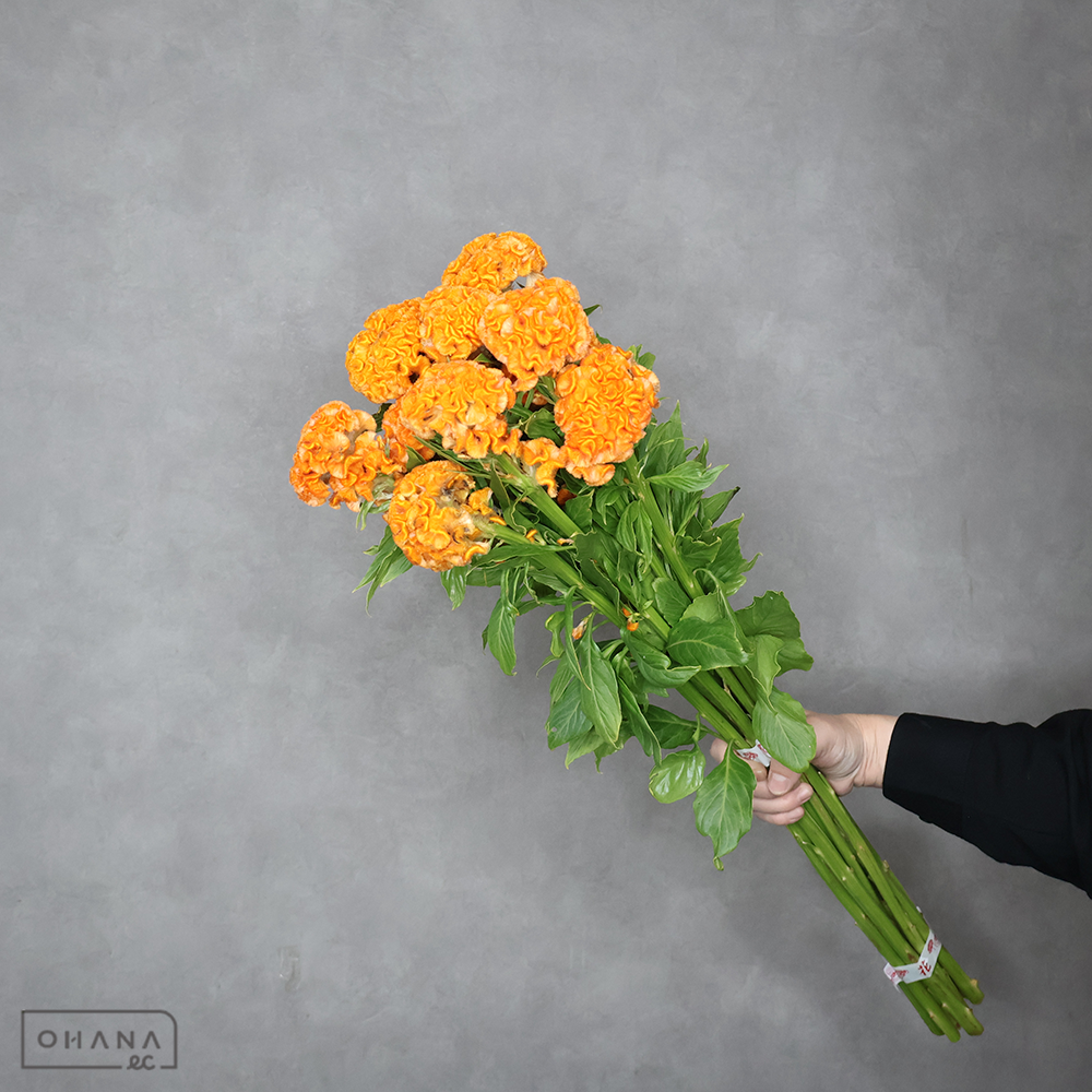 ケイトウオレンジ　久留米オレンジ  ※9本束　2L60cm ※少し花キズあり 