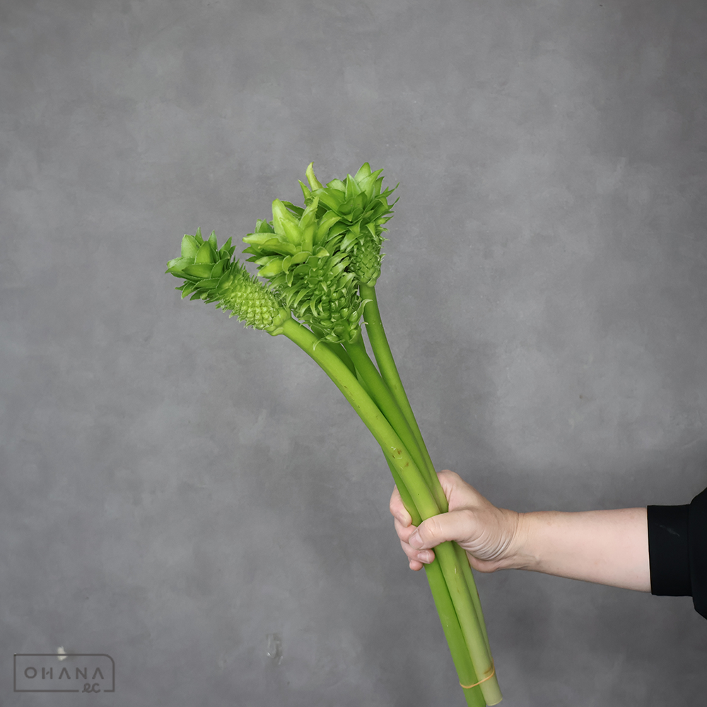 パイナップルリリー　グリーン ※5本束　50cm 