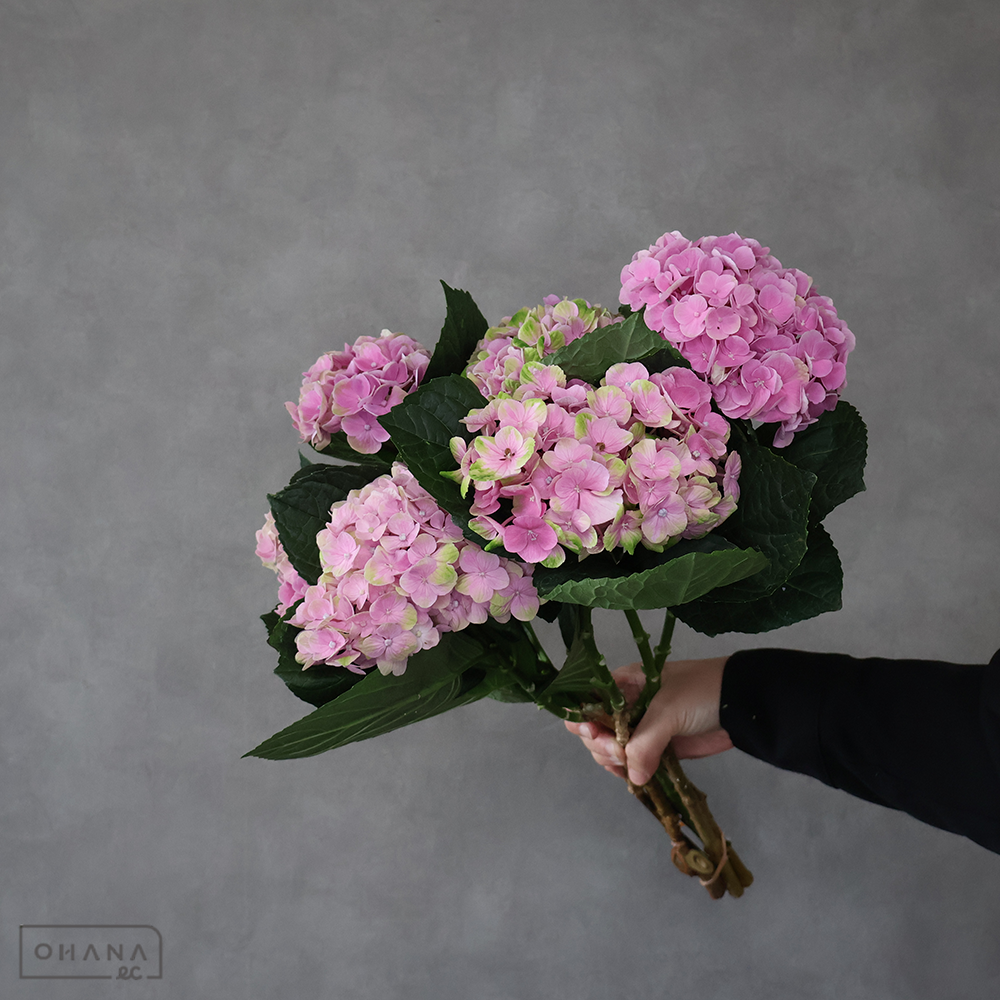 アジサイ　Ｍコーラルピンク　50cm 花10cm