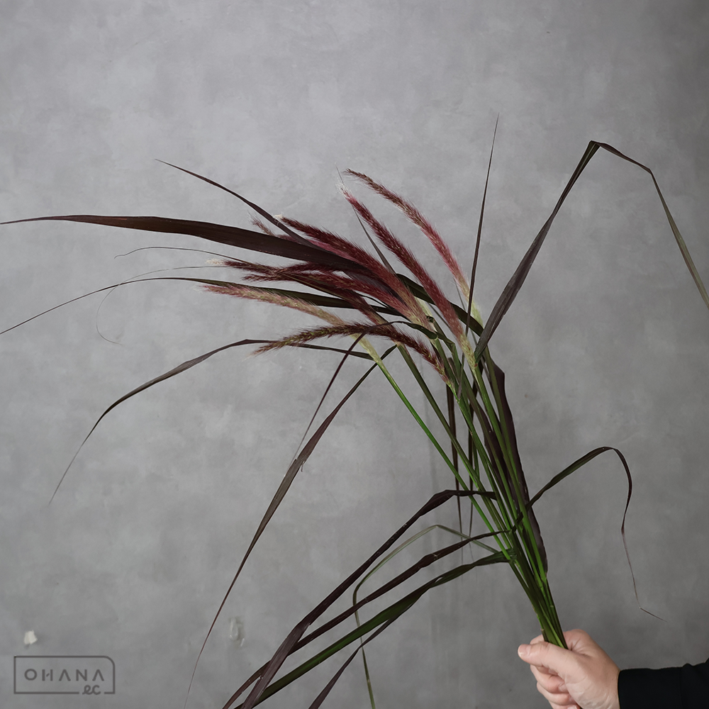 パープルファウンテングラス　秀 70cm