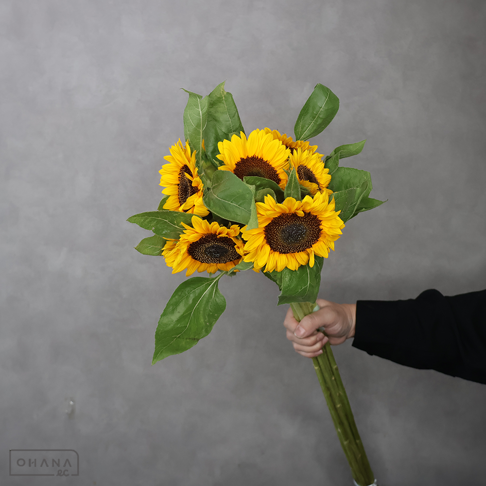 ヒマワリオレンジ　サンリッチＵＰ　オレンジ　秀大 80cm ■発送時は75cm以下にカット
