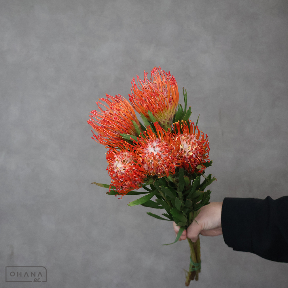 ピンクッション　タンゴ 50cm 