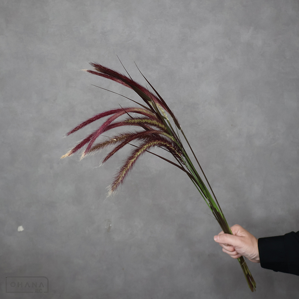 パープルファウンテングラス ※11本束　秀 60cm