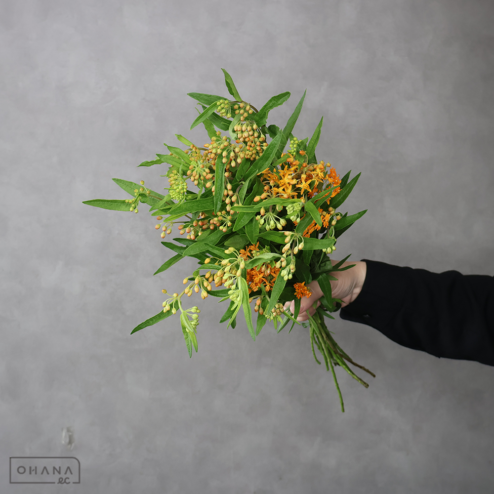 アスクレピアス　ツベロサ　秀  45-40cm