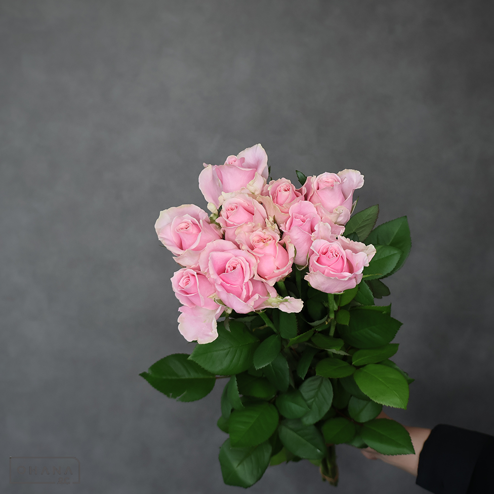バラピンク　フェアリーアバランチェ　45cm 