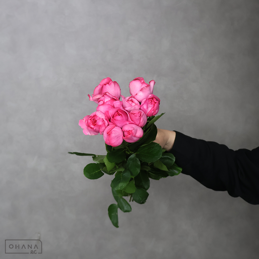 バラピンク　イブピアッチェ　50cm 