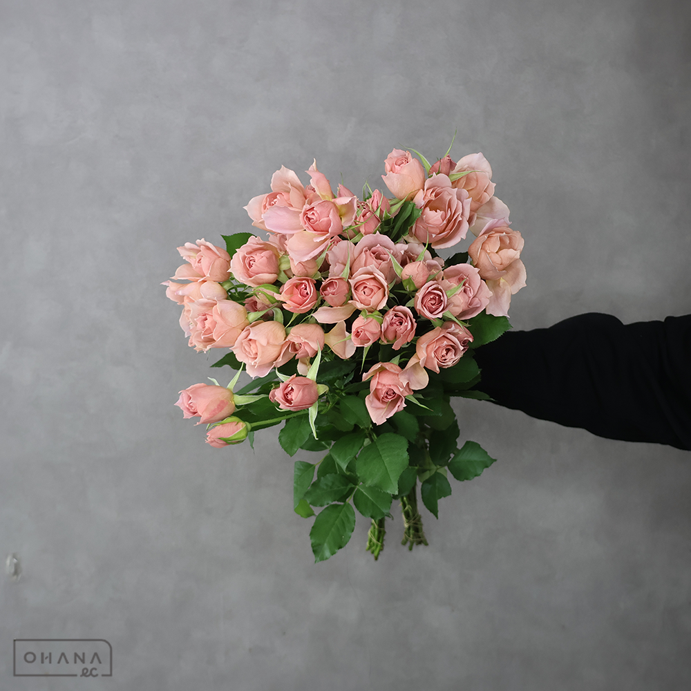 ＳＰバラピンク　シュバルツシルト 60cm