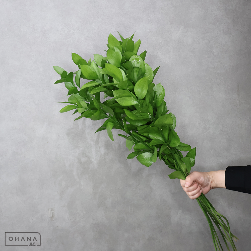 ルスカス　丸葉　  70cm