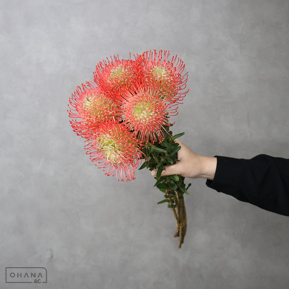ピンクッション　アヨバピンク　70cm