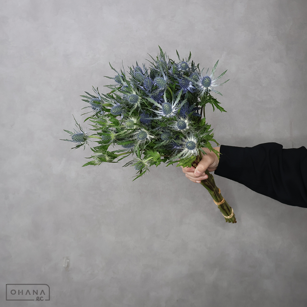 エレンジューム　サファイア　  55cm