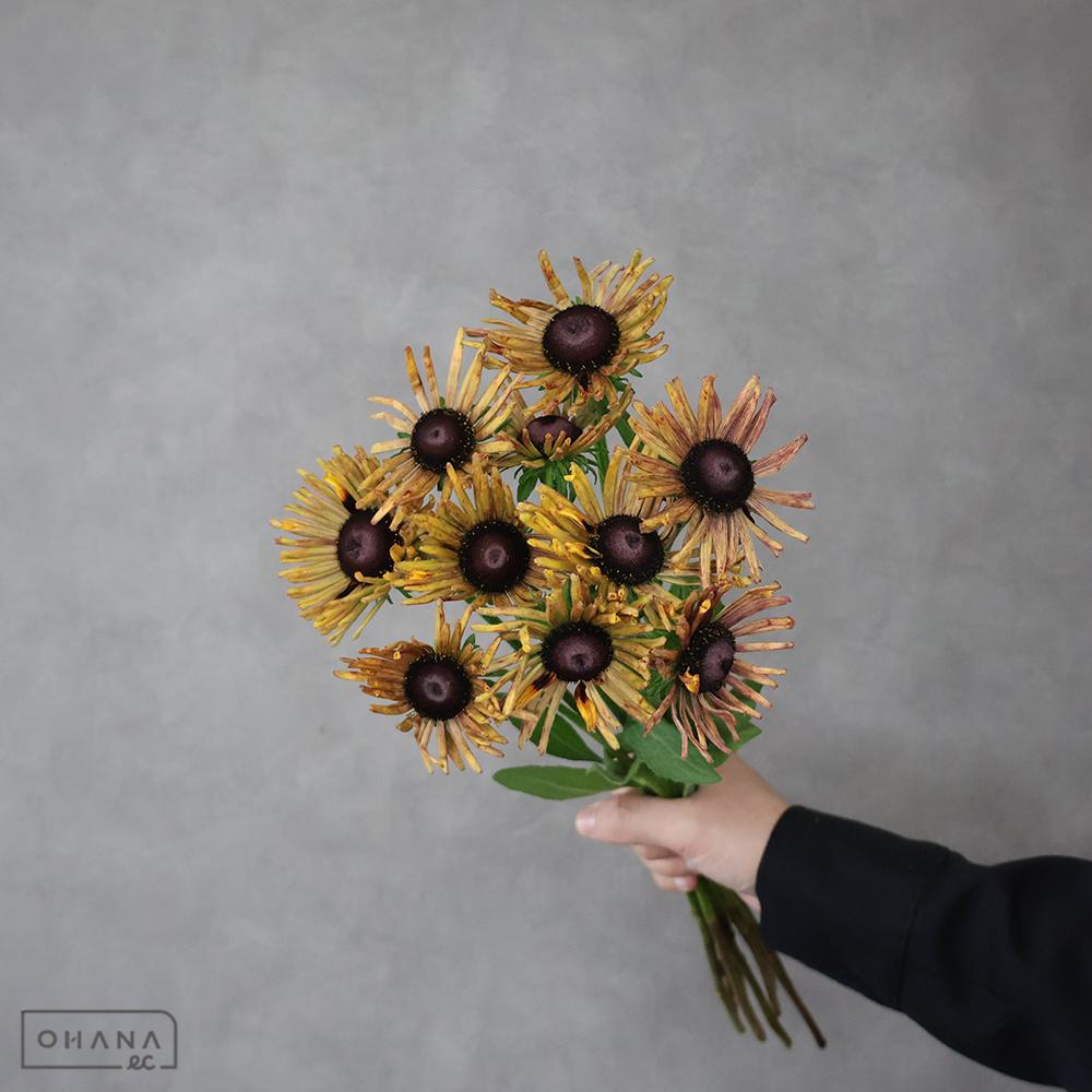 ルドベキア  ラセットグロー 40cm