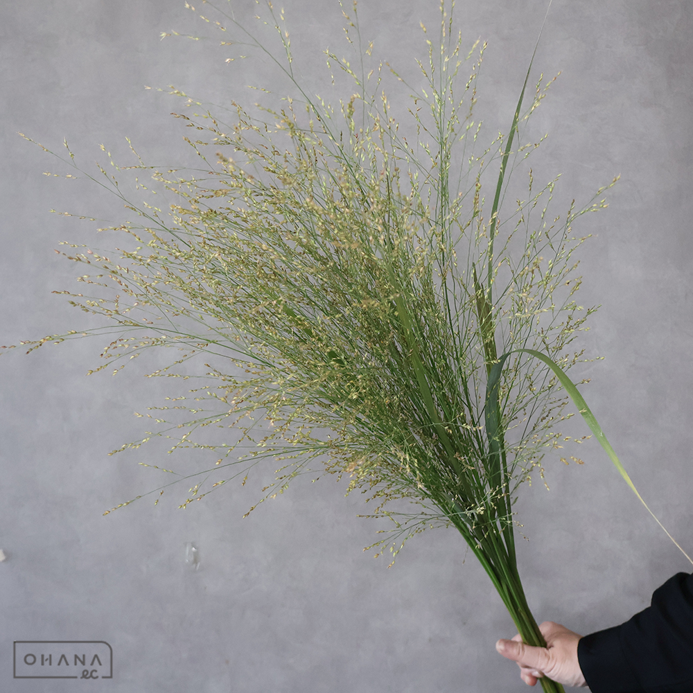 シンパニカム 90cm ※15本束 ■発送時は75cm以下にカット