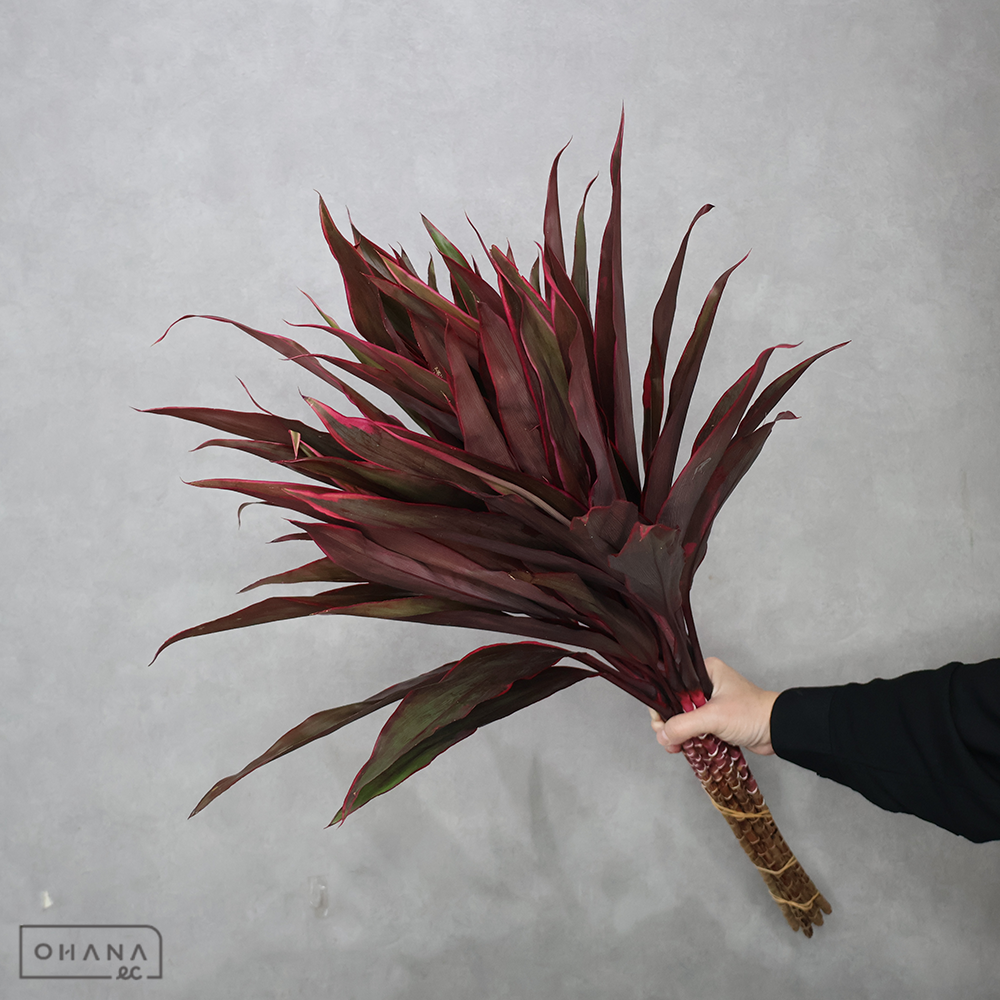 ドラセナ　ジョニーノーブル　80cm ■発送時は75cm以下にカット