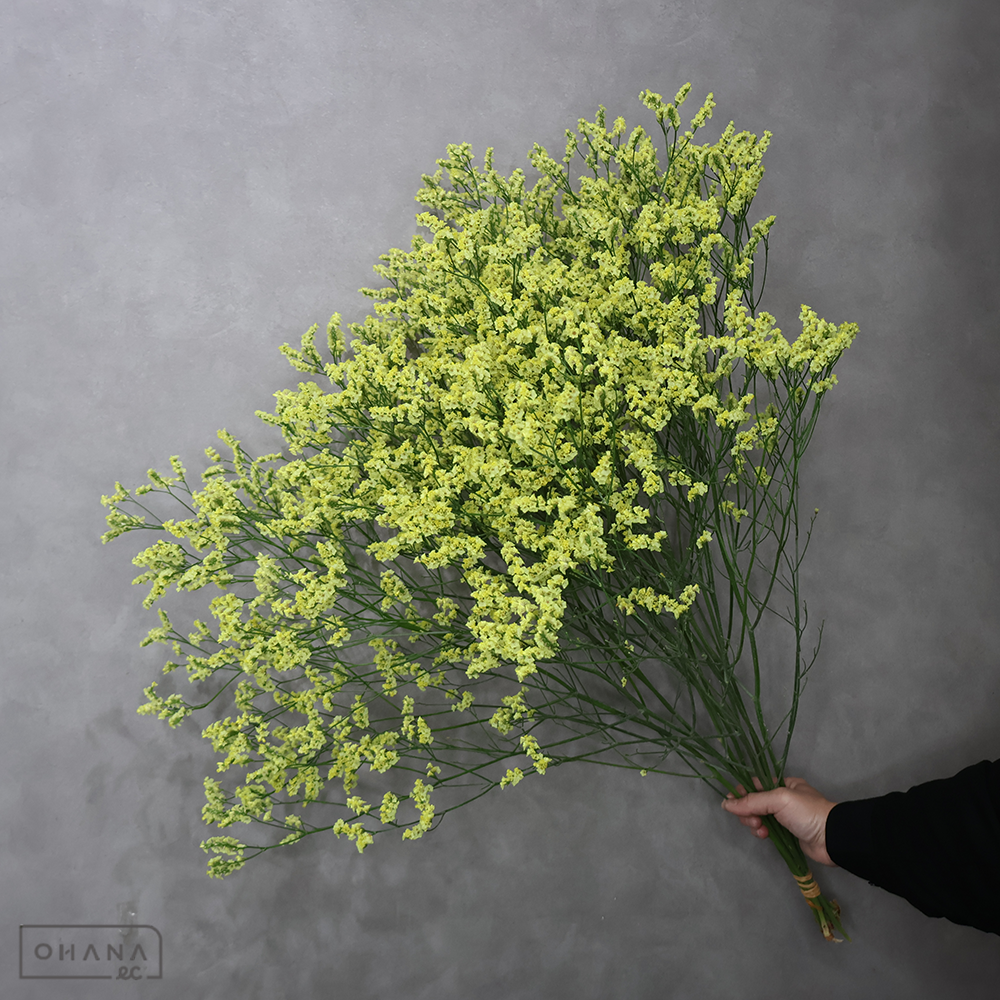 宿根スターチス　新山吹　80cm  ■発送時は75cm以下にカット
