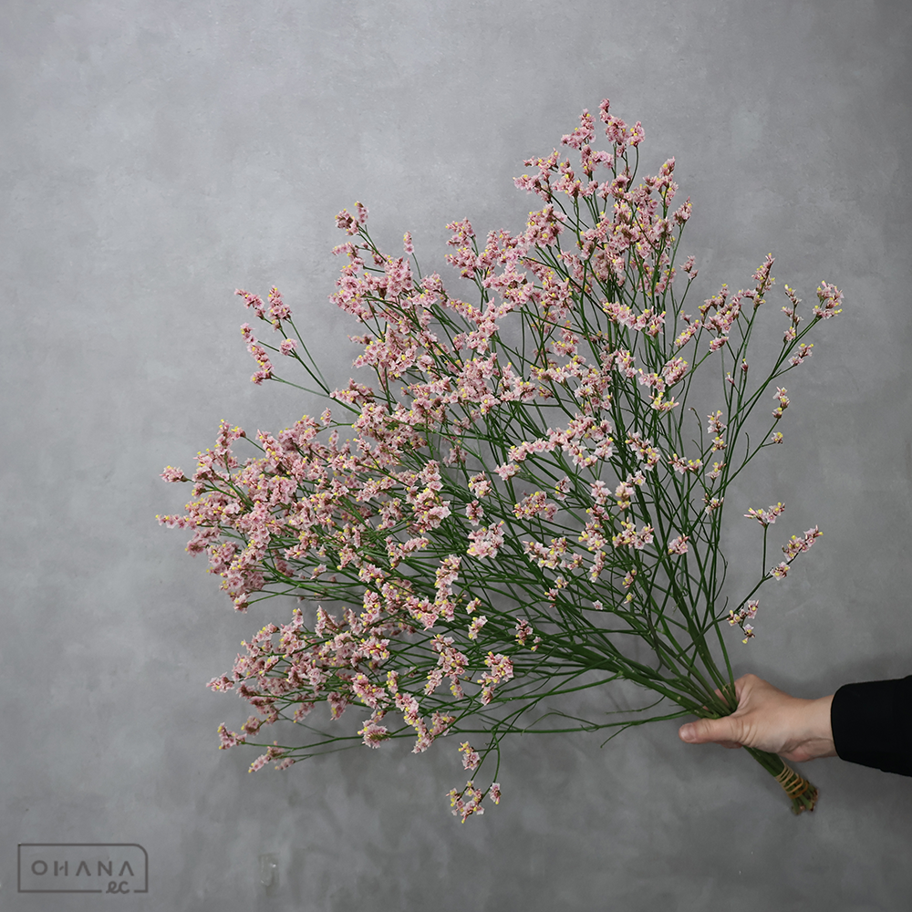 宿根スターチス　蜜月　70cm