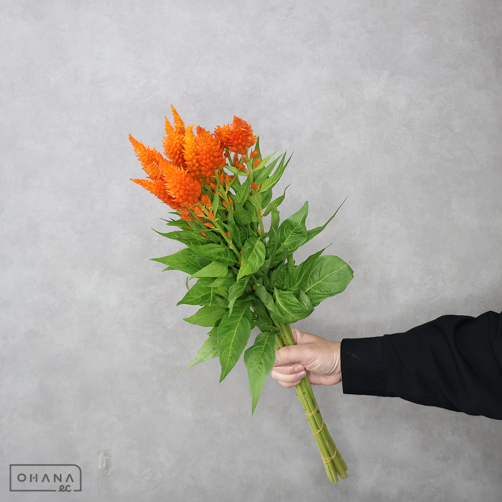 羽毛ケイトウ　サンデーオレンジ　秀  60cm 