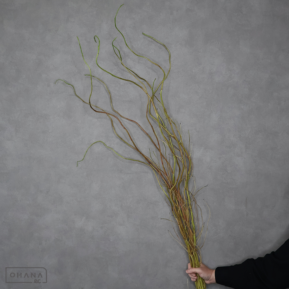 柳　ドラゴン柳　大 150-110cm ※15本束 ■発送時は90cm以下にカット（横箱配送）
