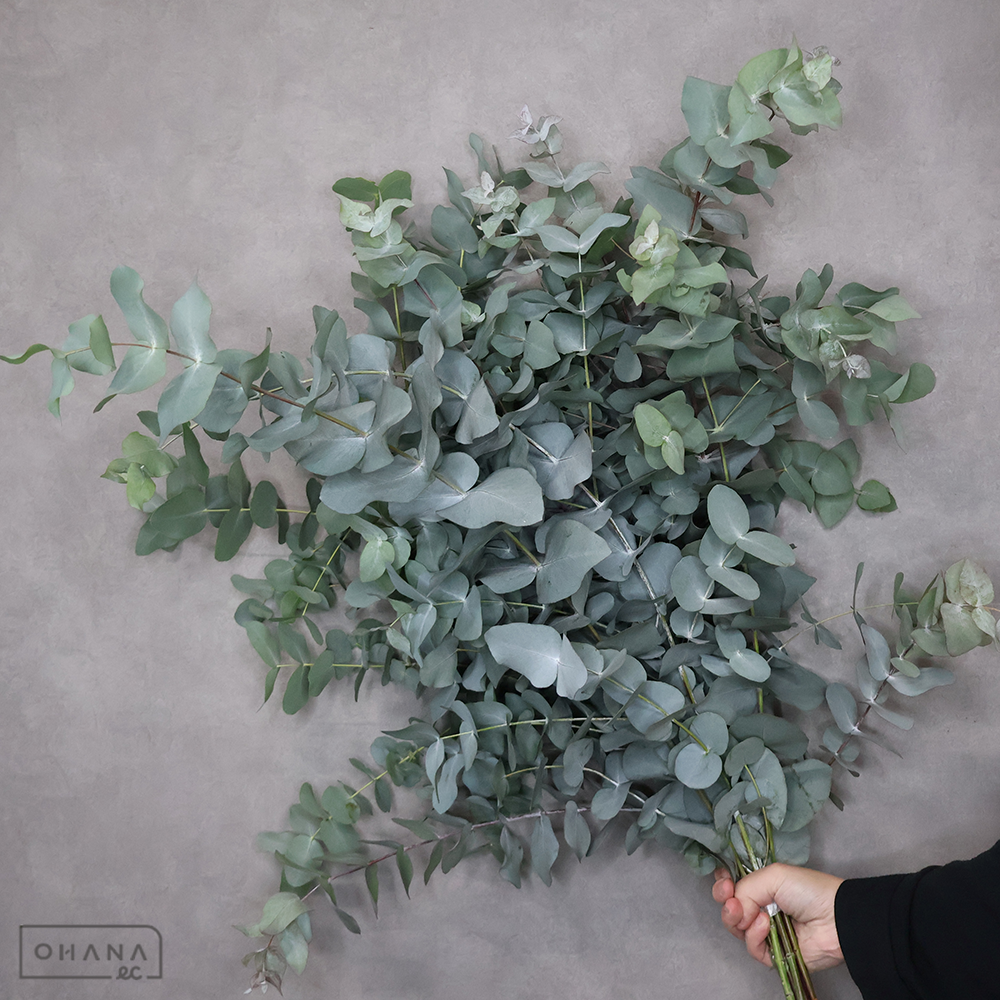 ユーカリ 中  約90cm ■発送時は75cm以下にカット