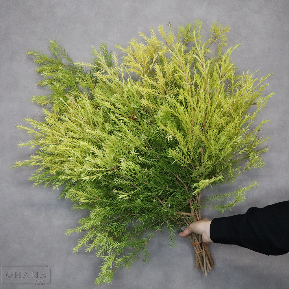 ティーツリー 60cm 