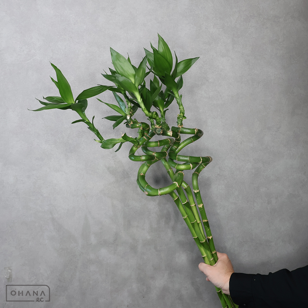 ドラセナ　スパイラルバンブー   70cm