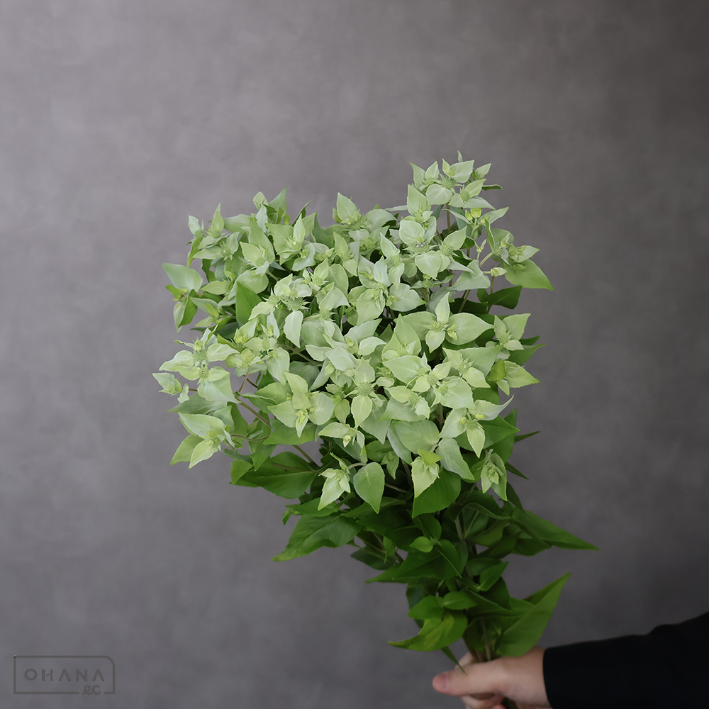ハーブ　マウンテンミント　  70cm