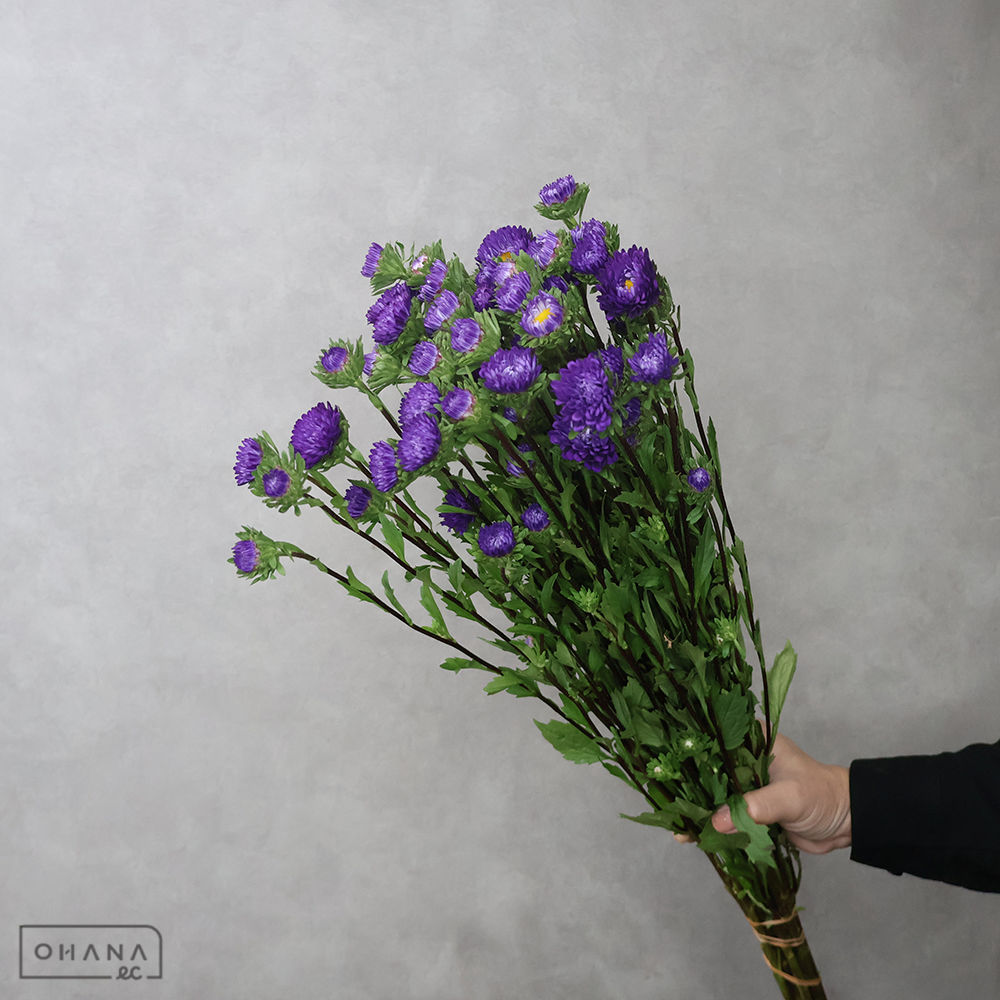 アスター　ふじみパープル　  70cm