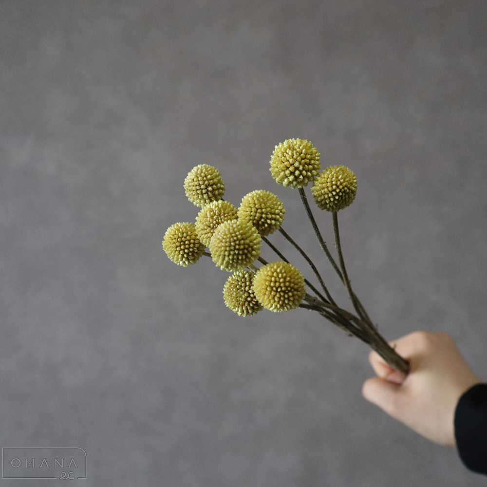 クラスペティア　  60cm 