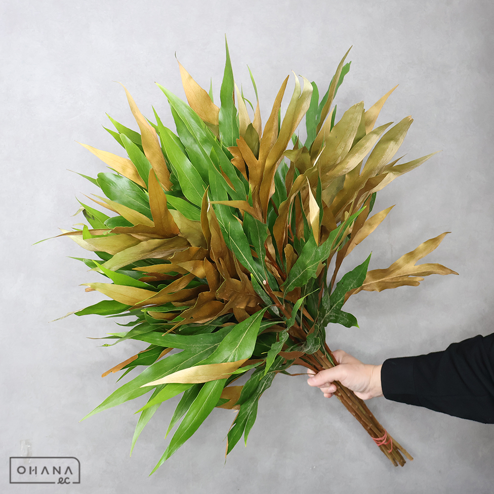 グレビリア　ゴールド 70cm