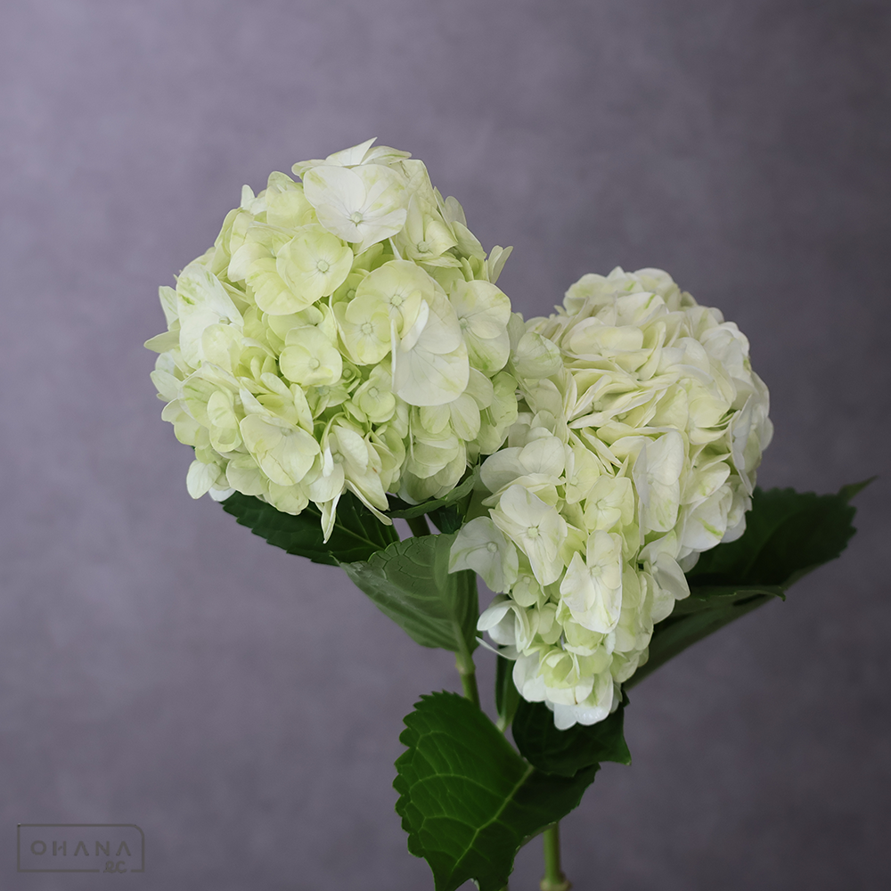 アジサイ　モヒート  60cm 花径16-17C