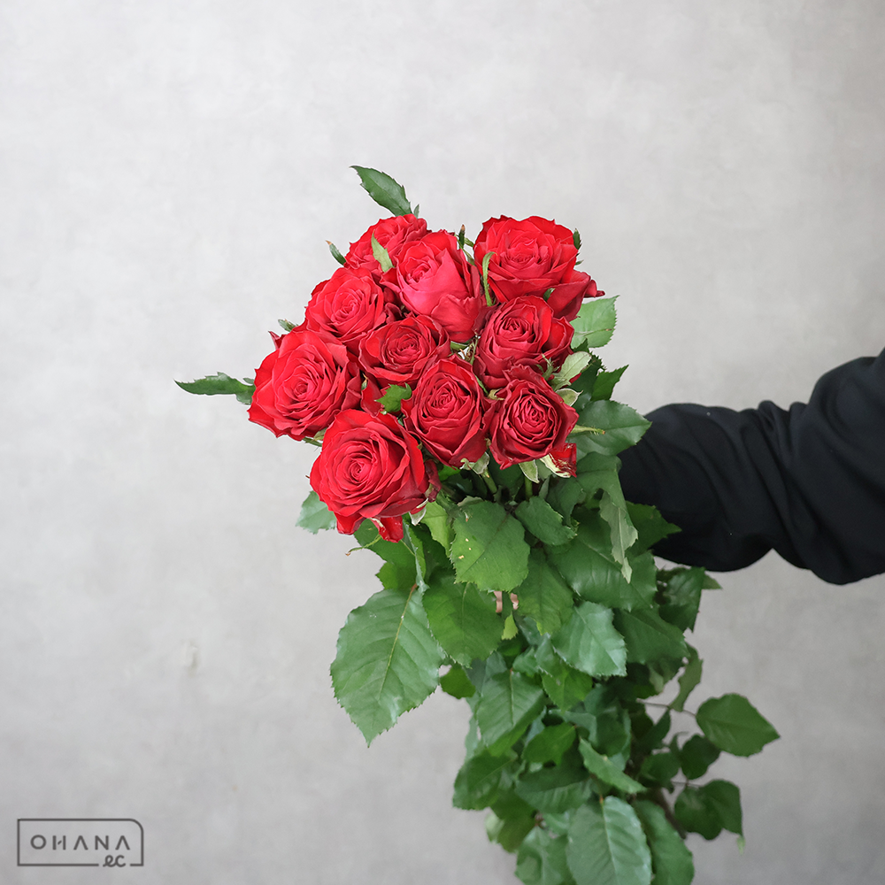バラ赤　ブリランテ　80cm ■発送時は75cm以下にカット