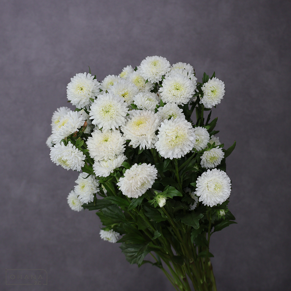 アスター　マタドールホワイト　２Ｌ 70cm